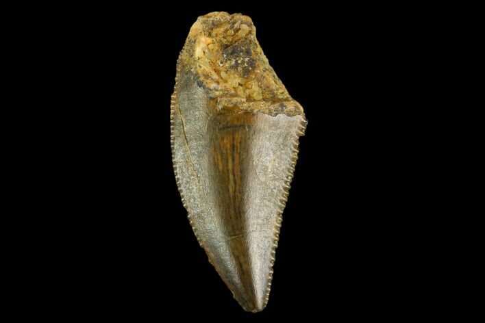 Serrated, Raptor Tooth - Real Dinosaur Tooth #124873